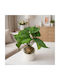 Künstliche Dekorative Topfpflanze Alocasia 30cm Galifas 551056 Galifas