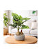 Künstliche Dekorative Topfpflanze Monstera 30cm Galifas 551054 Galifas