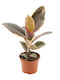 Ficus Elastica 'belize' 12cm