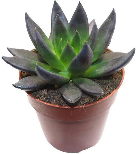 Echeveria 'Black Prince' 8.5см