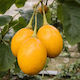 Yellow Seeds 40pcs