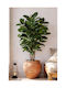 Kaoutsoukodentro Topfpflanze 180cm 0x0x180cm Einfarbig Evergreens