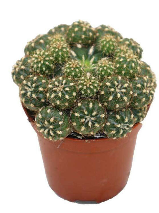 Matucana Polzii 5.5cm Matucana Polzii 5.5cm