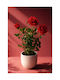 Red Rose Potted Plant Flowers 0x0x40cm Monochrome Evergreens