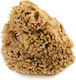 Sponge Honeycomb 5-5.5cm