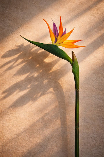 Floare Strelitzia 0x0x85cm Monocromă Evergreens