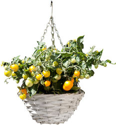 Kit für den Anbau von Hängenden Tomaten Cherry Tomato Yellow