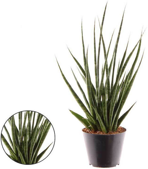 Sansevieria 'Digitorum' 10.5cm