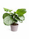 Calathea Orbifolia Înălțime 35cm Lățime 13cm Milvaflowers
