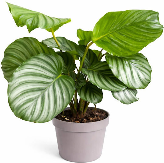 Καλαθεα Υ 35εκ Π 13εκ Calathea Orbifolia Milvaflowers
