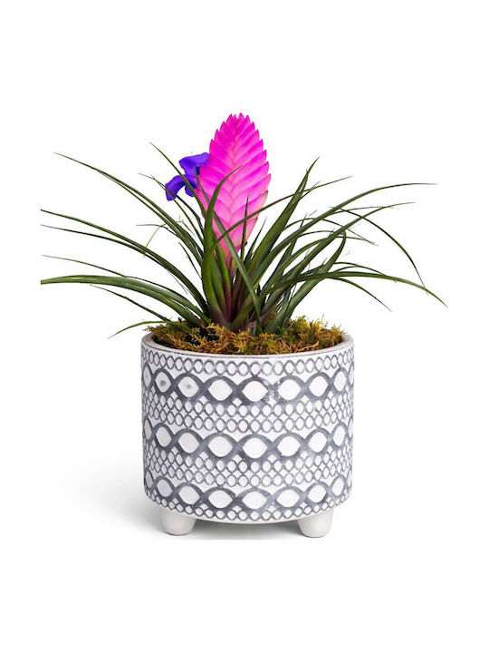 Tillandsia H 28 Cm Ghiveci Din Beton D 12 Cm Milvaflowers