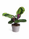 Calathea Roseopicta Pflanzenhöhe 35 cm MilvaFlowers