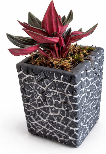 Πεπερόμια Κασπώ Παζλ Concrete Y:10cm Π:8cm 02786 Milvaflowers