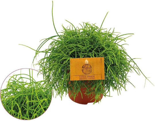 Rhipsalis Cassutha 12cm