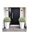 Artificial Buxus Shrub Emerald Bloom 27cm General Trade 445236 Generaltrade