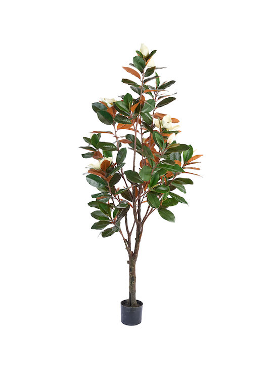 Διακοσμητικό Φυτό Magnolia 195εκ Arpimex Srl Arp-a29444