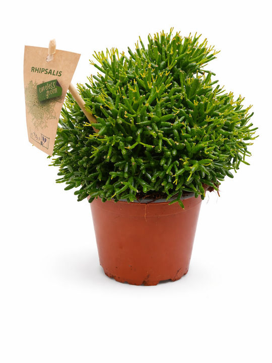 Ριψαλις Υ:15 Π:12 Rhipsalis Cereuscula Milvaflowers Ριψαλις Υ:15 Π:12 Rhipsalis Cereuscula Milvaflowers