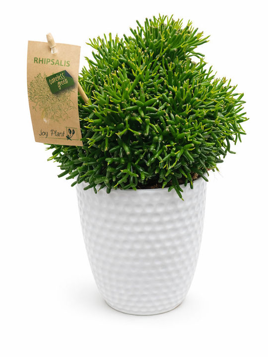 Ριψαλις Λευκο Κεραμικο Υ:23 Π:12 Rhipsalis Cereuscula Milvaflowers Ριψαλις Λευκο Κεραμικο Υ:23 Π:12 Rhipsalis Cereuscula Milvaflowers