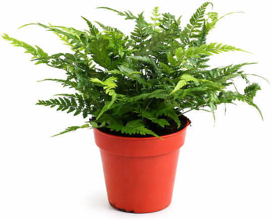 Κορεατική Φτέρη Polystichum Tsussimense Korean Rock Fern Π14 Υ30 Milvaflowers