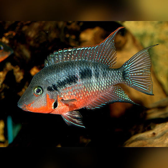 Thorichthys Meeki Ciclid Gură de Foc 5-6cm