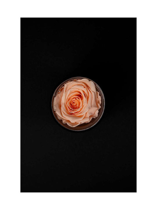 Aποχυμωμένο Ροδακινί Τριαντάφυλλο Forever Rose Μαύρο Βελούδινο Κουτί 8/10cm Aποχυμωμένο Ροδακινί Τριαντάφυλλο Forever Rose Μαύρο Βελούδινο Κουτί 8/10cm