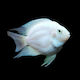 Amatitlania Nigrofasciata Albino Balloon 4-5cm