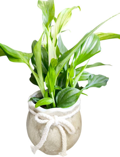 Mini Peace Lily Clay Pouch Small Pot Plant Height 22cm Milvaflowers Mini Peace Lily Clay Pouch Small Pot Plant Height 22cm Milvaflowers