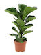 Ficus Lyrata Höhe 40-50 Cm