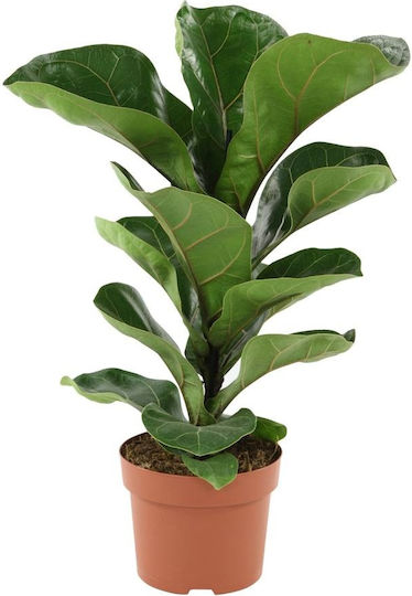 Ficus Lyrata Höhe 40-50 Cm