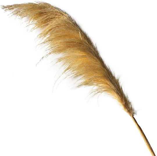 Dried Beige Pampas Branch 1 Piece H70-120cm 60/Box
