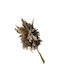 Dried Natural Brown Feathered Pampas Bunch 4-6 Pieces Height 60-70cm 30/Box