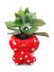 Ghiveci Fundiță Crassula Înălțime 12cm Lățime 7cm Milvaflowers