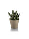 Cactus Pot 10.5cm Gardenia Pastel