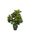 Künstliche Topfpflanze Ficus 65cm Hd Hd-10982