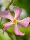 Trachelospermum 'star Sicily' 15cm
