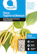 Bean Seeds Meraviglia Di Venezia Pack