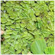 Salvinia Auriculata Φπ