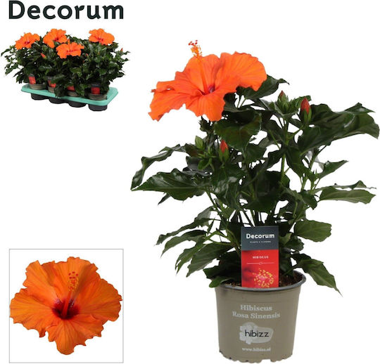 Hibiscus Hibiscus Rosa Sunny Lucca Orange Hibiscus Hibiscus Rosa Sunny Lucca Orange