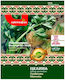 Celery Head Seeds