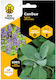 Bee Happy Salvia Seeds