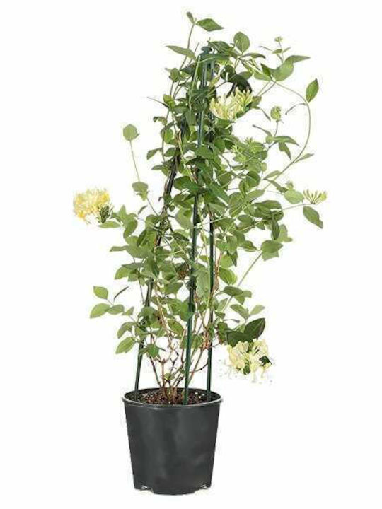 Oem Αγιόκλημα Lonicera Japonica Αναρριχώμενο Φυτό 2 Lt 80/100 Oem Αγιόκλημα Lonicera Japonica Αναρριχώμενο Φυτό 2 Lt 80/100