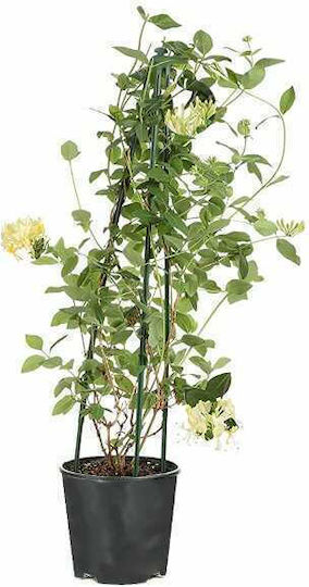Oem Caprifoiul Lonicera Japonica Plantă Cățărare 2 Lt 80/100