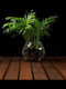 Plante Hidroponice Chamaedorea De Interior 12/30cm Con Transparent Din Sticlă 480ml