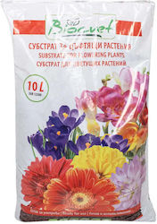 Biocvet Samen Für Kohl