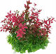 Aqua Natura Plant Decorațiune Pentru Acvariu Plantă Artificială Mov Plastic Lată 12 Cm Tulpini Densă Vârfuri Mov