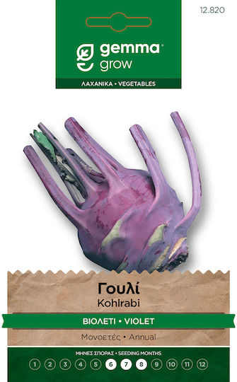 Guli Violett Samen Viola Paket Gemma