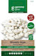 Dry Dwarf Cannellino Bean Seeds Sachet Gemma