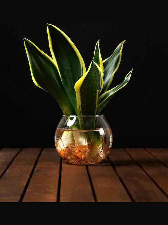 Hydroponische Sansevieria Pflanze Für Innenraum 12/25cm Transparenter Glas Kegel 480ml