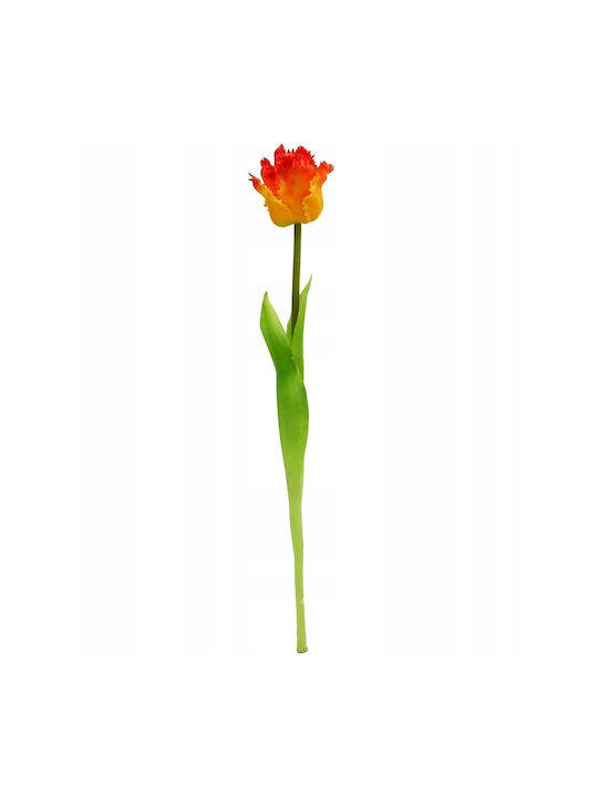 Orange Tulip Saska Garden