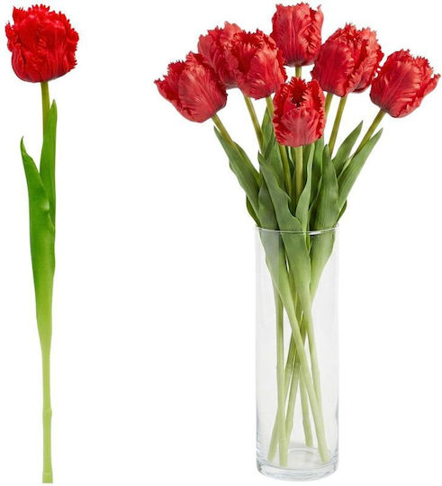 Tulpe Rote Saska Garden